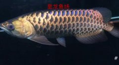 观赏鱼:高端印尼龙鱼/红龙鱼/金龙鱼专卖