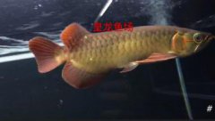 观赏鱼:高端印尼龙鱼/红龙鱼/金龙鱼专卖