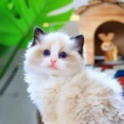 布偶猫纯种海双蓝眼布偶宠物猫幼猫网红仙女猫蓝双满背
