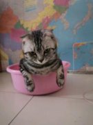 短毛猫1300元