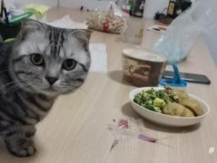 短毛猫1300元