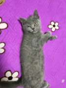 母蓝猫4个多月