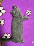 母蓝猫4个多月