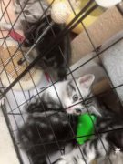 2个月的小奶猫，无病无癣，带一针疫苗
